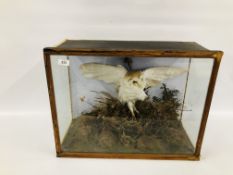 VINTAGE CASED TAXIDERMY STUDY OF A BARNOWL (REQUIRES ATTENTION).