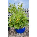 A LARGE BLUE VITREOUS GLAZED GARDEN PLANTER CONTAINING BAY TREE HEIGHT 135CM.