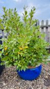 A LARGE BLUE VITREOUS GLAZED GARDEN PLANTER CONTAINING BAY TREE HEIGHT 135CM.