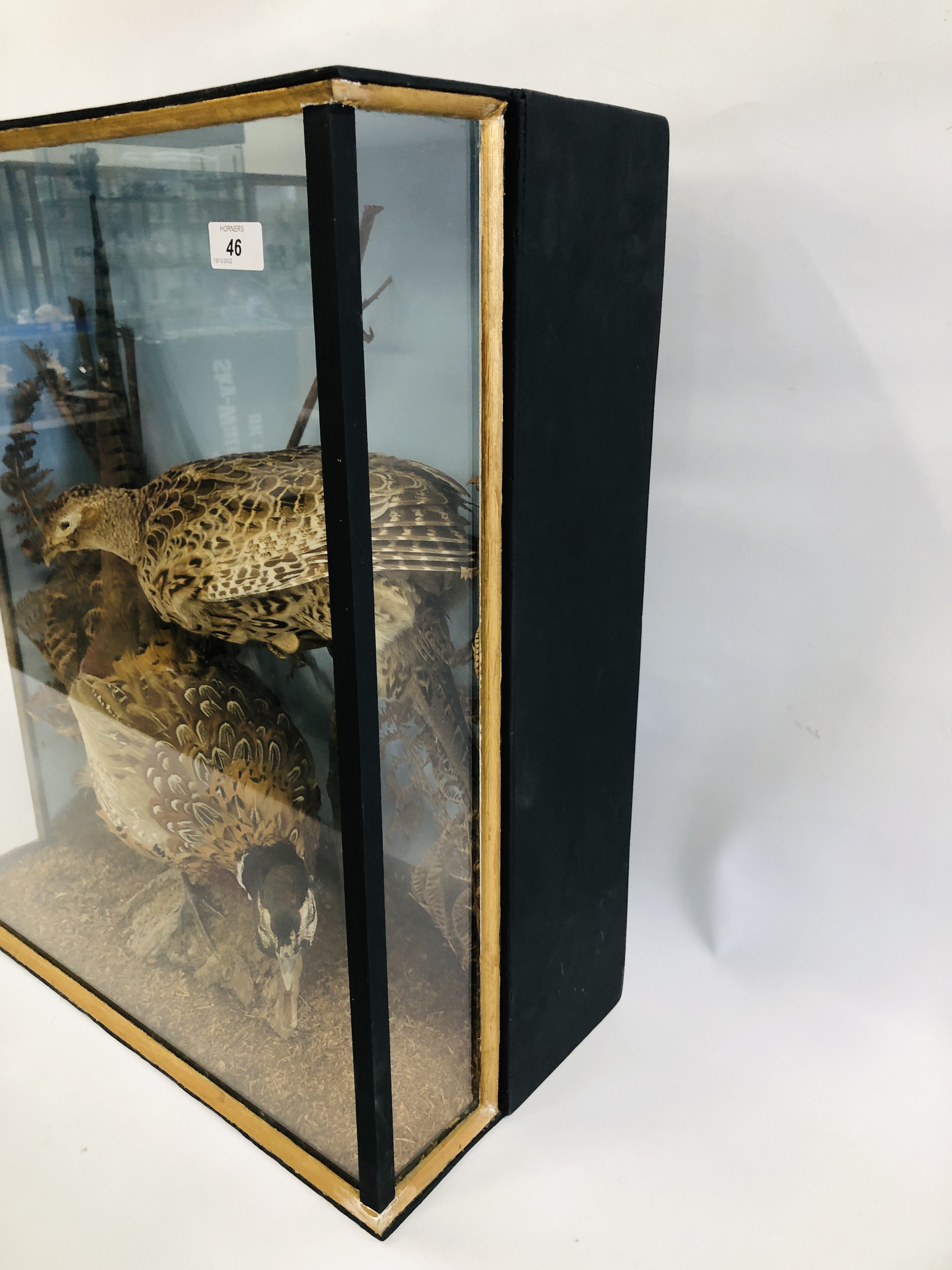 TAXIDERMY STUDY COCK AND HEN PHEASANT IN LATER CASE WIDTH 64CM. HEIGHT 60CM. - Image 5 of 7