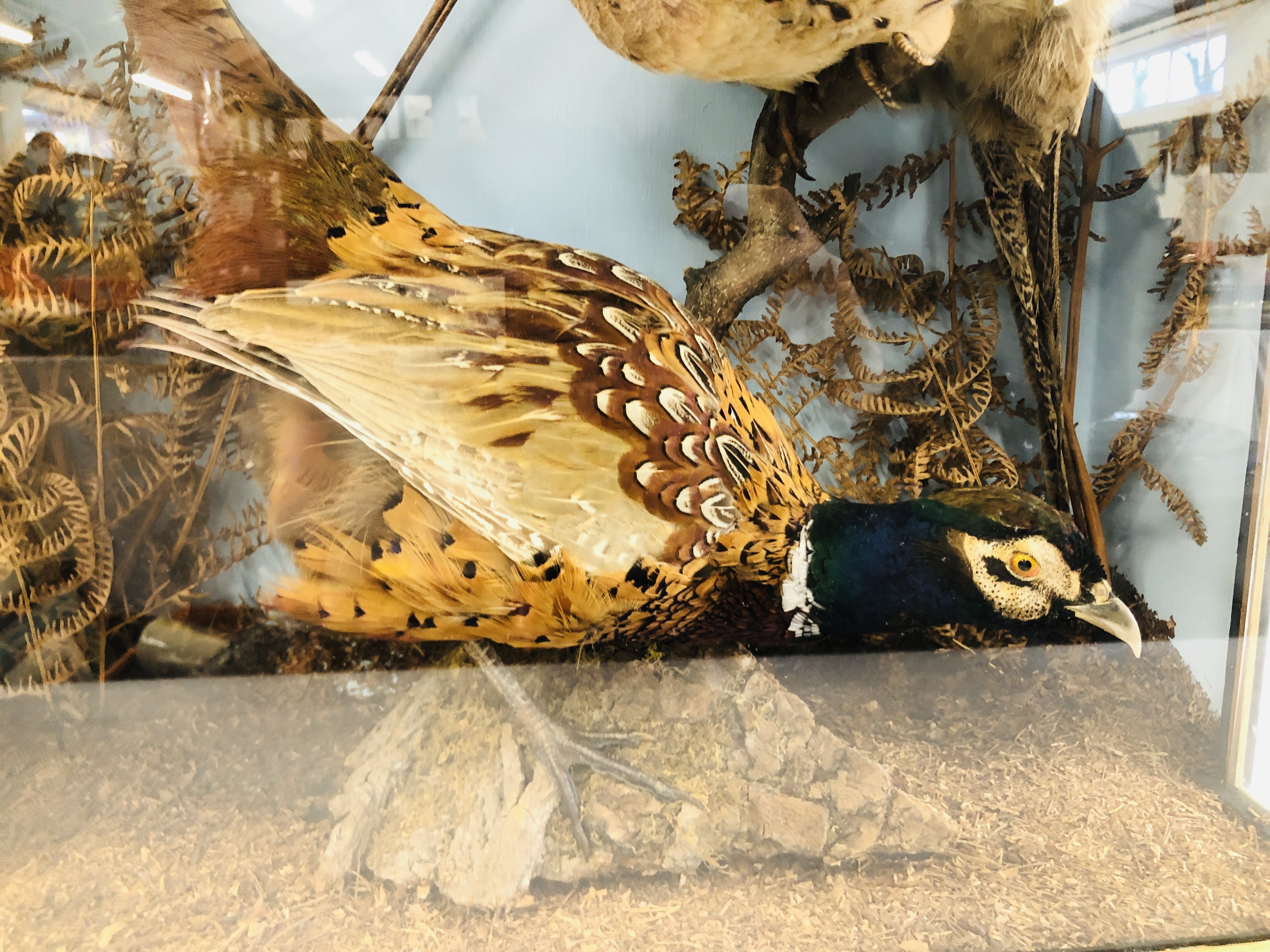 TAXIDERMY STUDY COCK AND HEN PHEASANT IN LATER CASE WIDTH 64CM. HEIGHT 60CM. - Image 3 of 7