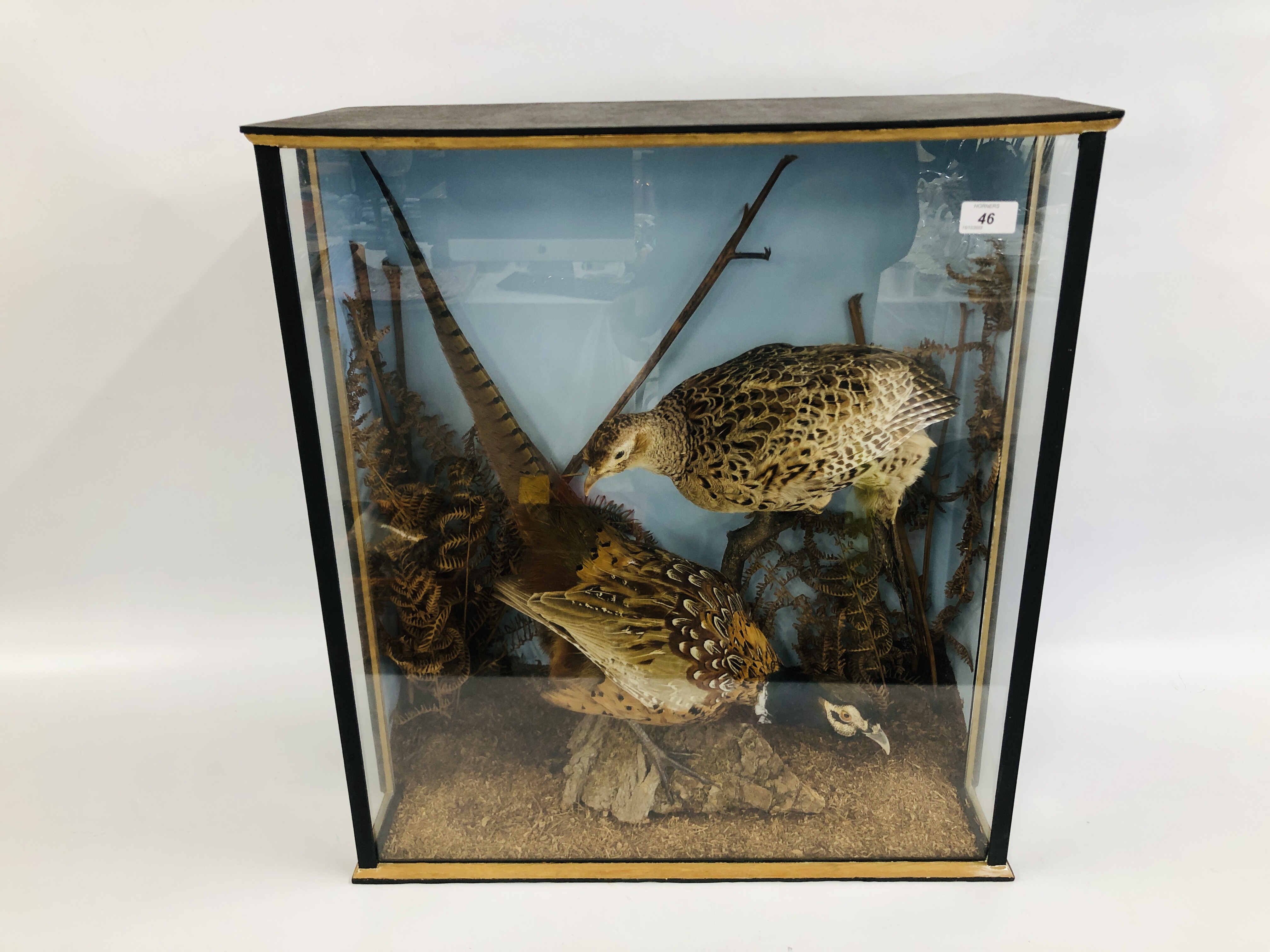 TAXIDERMY STUDY COCK AND HEN PHEASANT IN LATER CASE WIDTH 64CM. HEIGHT 60CM.