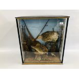 TAXIDERMY STUDY COCK AND HEN PHEASANT IN LATER CASE WIDTH 64CM. HEIGHT 60CM.