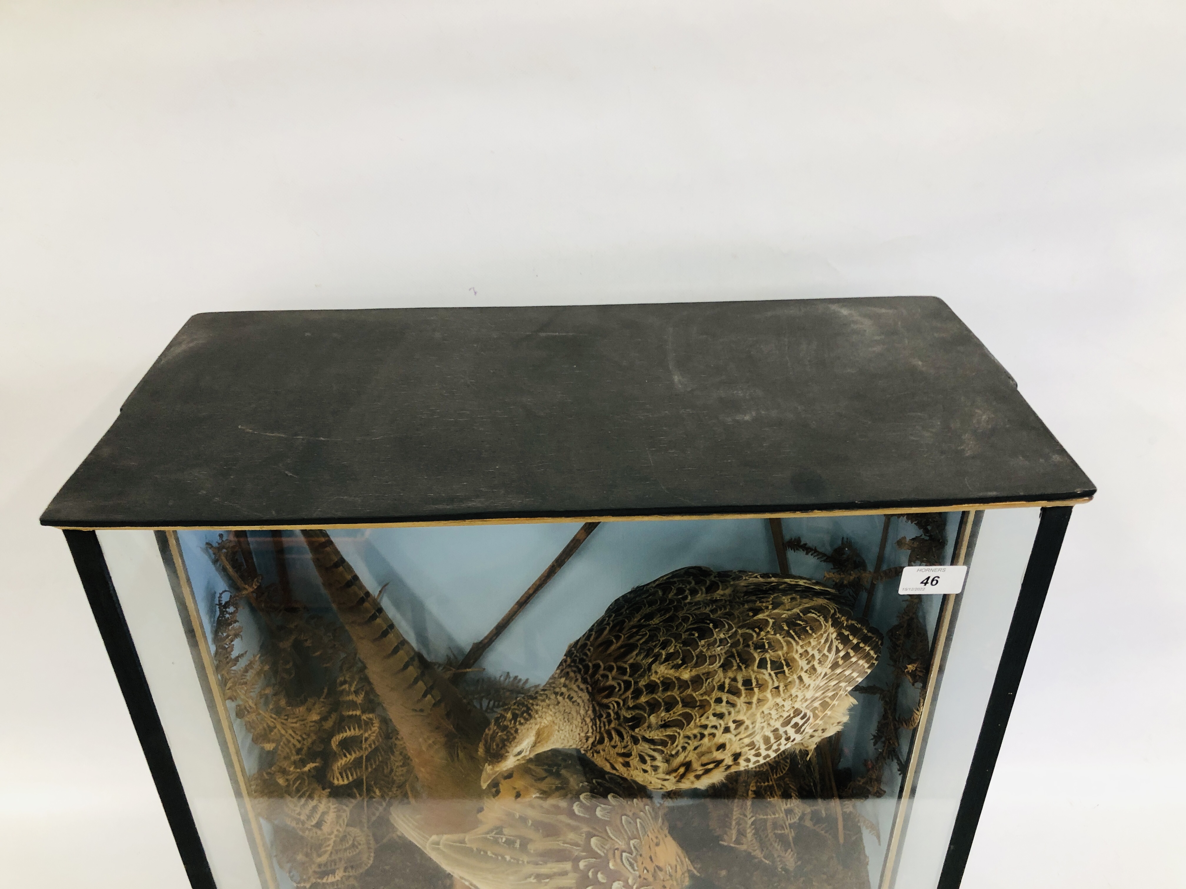 TAXIDERMY STUDY COCK AND HEN PHEASANT IN LATER CASE WIDTH 64CM. HEIGHT 60CM. - Image 4 of 7