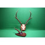 A MOUNTED 6 POINTER RED DEER SKULL ALONG WITH IBEX CROWN MOUNTED ON WOODEN SHIELD