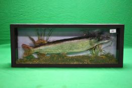 A CASED TAXIDERMY STUDY OF A PIKE (CASE SIZE - W 72CM, D 14CM,