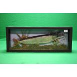 A CASED TAXIDERMY STUDY OF A PIKE (CASE SIZE - W 72CM, D 14CM,