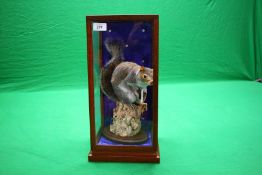 A CASED TAXIDERMY STUDY OF A GREY SQUIRREL ON A WEATHERED LOG HOLDING A PINE CONE (CASE SIZE - W