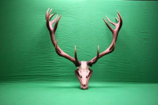 A 14 POINTER SET OF MOUNTED RED DEER STAG ANTLERS,