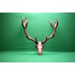 A 14 POINTER SET OF MOUNTED RED DEER STAG ANTLERS,