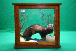 A CASED TAXIDERMY STUDY OF A FERRET ON A LOG (CASE CONVERTED FROM VINTAGE SCALES CASE BY PHILIP