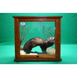 A CASED TAXIDERMY STUDY OF A FERRET ON A LOG (CASE CONVERTED FROM VINTAGE SCALES CASE BY PHILIP