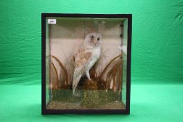 A CASED VICTORIAN TAXIDERMY STUDY OF A BARN OWL (CASE SIZE - W 42.5CM, D 23.