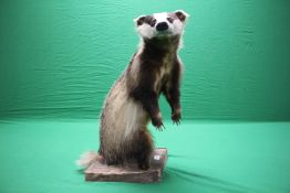 A TAXIDERMY STUDY OF A STANDING BADGER