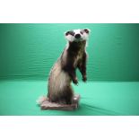 A TAXIDERMY STUDY OF A STANDING BADGER