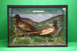 A CASED TAXIDERMY STUDY OF A PAIR OF PHEASANTS (CASE SIZE - W 86CM, D 25CM, H 60.