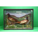 A CASED TAXIDERMY STUDY OF A PAIR OF PHEASANTS (CASE SIZE - W 86CM, D 25CM, H 60.