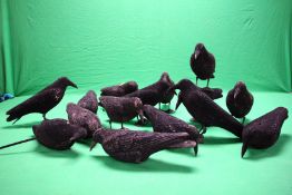 A COLLECTION OF 15 DECOY CROWS AND 9 FEET STANDS