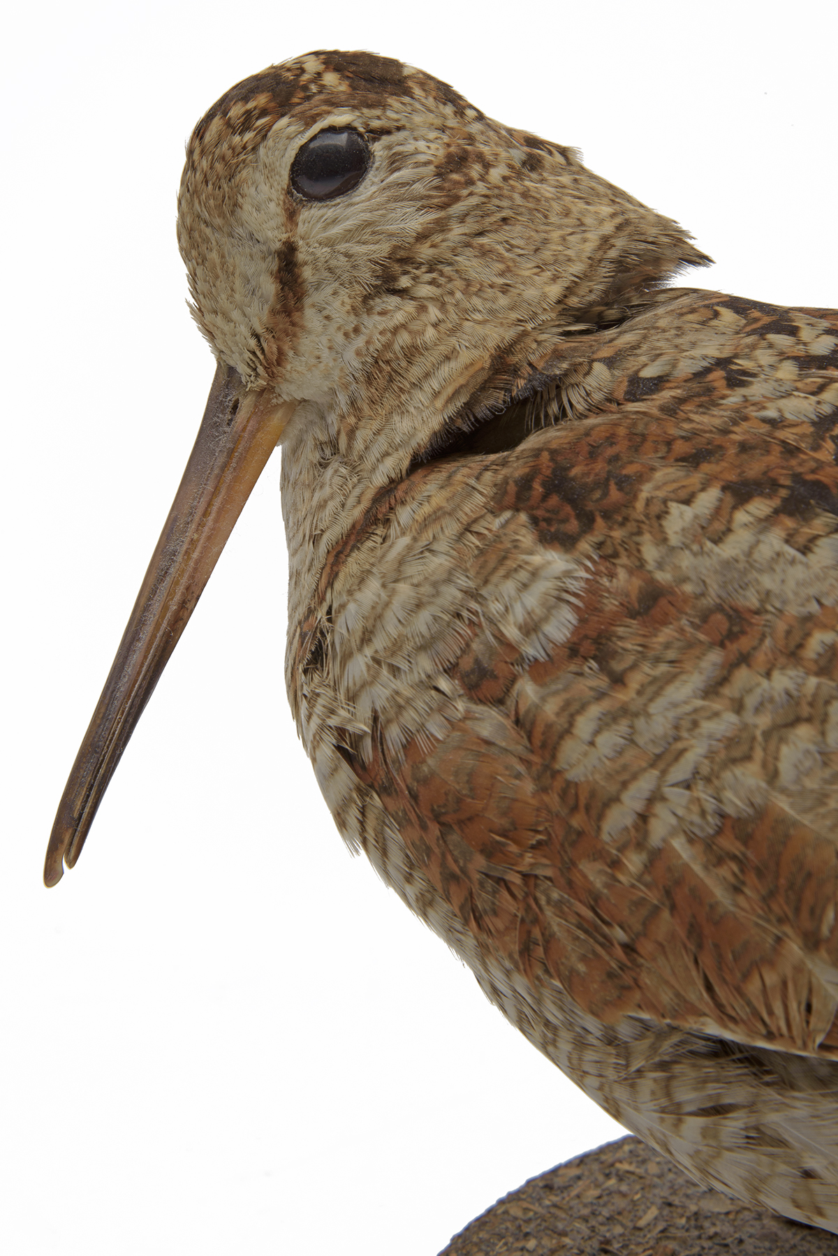 A FULL-MOUNT OF A WOODCOCK, mounted on a wooden plaque. - Image 4 of 4