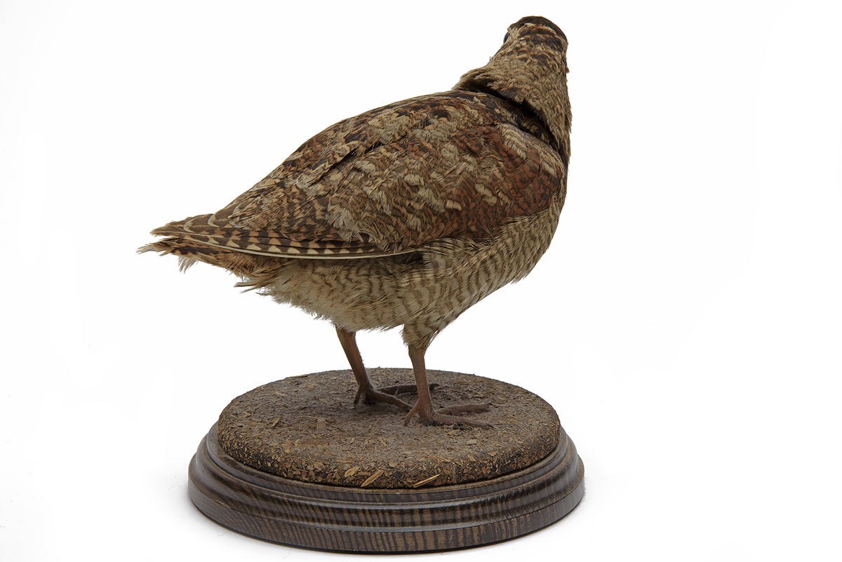 A FULL-MOUNT OF A WOODCOCK, mounted on a wooden plaque. - Image 2 of 4