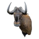 A CAPE AND HEAD MOUNT OF A BLACK WILDEBEEST connochaetes gnou), with approx. 27in. horns.