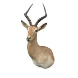 A CAPE AND HEAD MOUNT OF AN IMPALA (aepyceros melampus), with approx. 19in. horns.