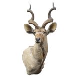A CAPE AND HEAD MOUNT OF A KUDU (tragelaphus strepsiceros), with approx. 46in. horns.