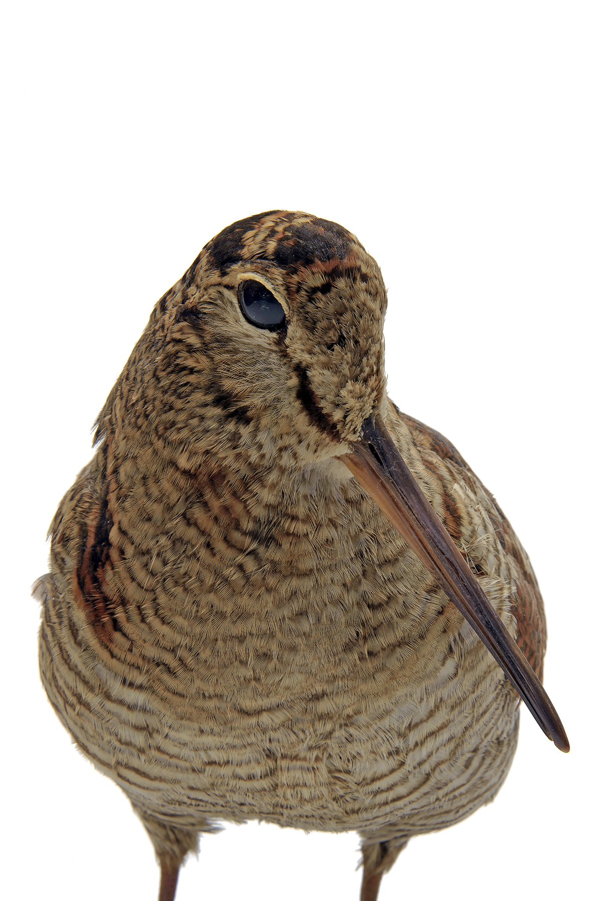 A FULL-MOUNT OF A WOODCOCK, mounted on a wooden plaque. - Image 3 of 4