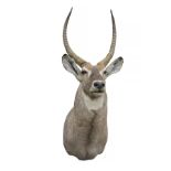 A CAPE AND HEAD MOUNT OF A WATERBUCK (kobus ellipsiprymnus), with approx. 30in. horns.