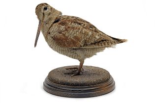 A FULL-MOUNT OF A WOODCOCK, mounted on a wooden plaque.