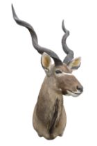 A CAPE AND HEAD MOUNT OF A GREATER KUDU BULL (tragelaphus strepsiceros), with approx. 37in. horns