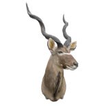 A CAPE AND HEAD MOUNT OF A GREATER KUDU BULL (tragelaphus strepsiceros), with approx. 37in. horns