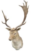 A CAPE AND HEAD MOUNT OF A FALLOW DEER, with fifteen points