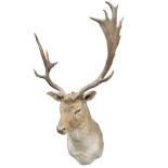 A CAPE AND HEAD MOUNT OF A FALLOW DEER, with fifteen points