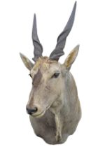 A CAPE AND HEAD MOUNT OF AN ELAND, with approx. 26in. horns