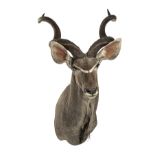 WILLIAM MATHEWS A FINE CAPE-MOUNT OF A KUDU BULL (Tragelaphus strepsiceros), with approx. 51in.