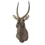 WILLIAM MATHEWS A FINE CAPE AND HEAD MOUNT OF A WATERBUCK (Kobus ellipsiprymnus), with approx. 24