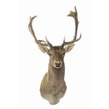 WILLIAM MATHEWS A FINE CAPE AND HEAD MOUNT OF A FALLOW STAG, with 18 points.