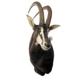 WILLIAM MATHEWS A FINE CAPE AND HEAD MOUNT OF A SABLE ANTELOPE (Hippotragus niger), with approx.