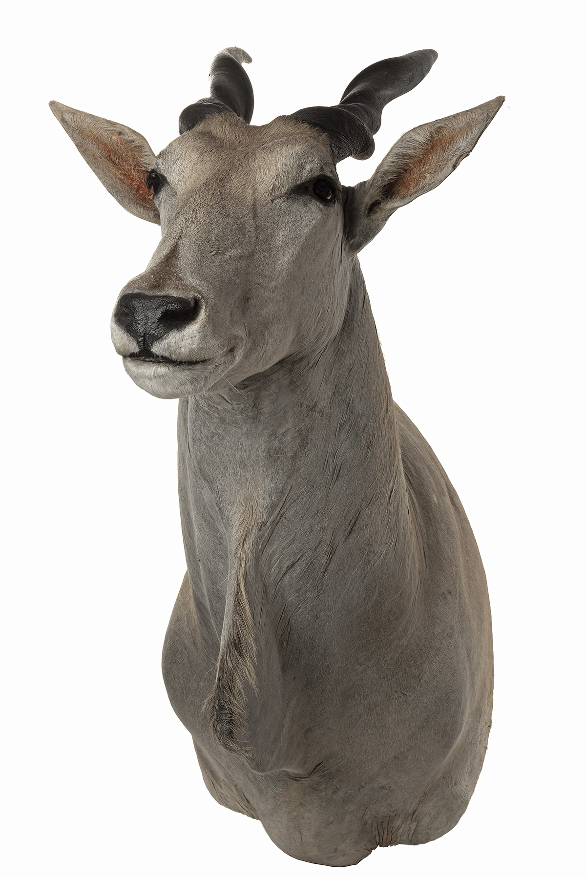 WILLIAM MATHEWS A FINE CAPE AND HEAD MOUNT OF AN ELAND (Taurotragus oryx), with approx. 25in. horns. - Image 2 of 2