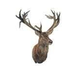 WILLIAM MATHEWS A FINE CAPE AND HEAD MOUNT OF A STAG, with 26 points.