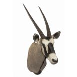 WILLIAM MATHEWS A FINE CAPE AND HEAD MOUNT OF A GEMSBOK (Oryx gazella), with approx 25in. horns.