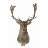 WILLIAM MATHEWS A CAPE AND HEAD MOUNT OF A FALLOW STAG, with 23 points.