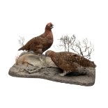 A BRACE OF FULL-MOUNTED RED GROUSE, measuring approx. 22in. x 12in. x 14in..