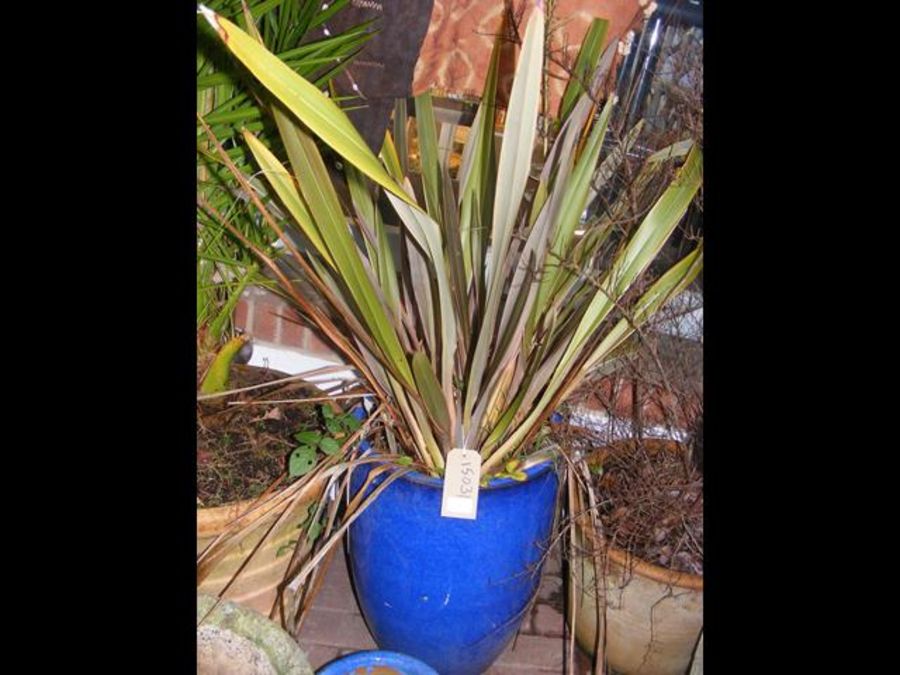 A blue glazed garden pot containing plant