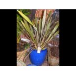 A blue glazed garden pot containing plant