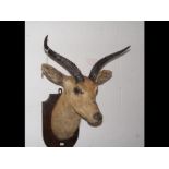 A stuffed and mounted deer head - the plaque