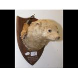 Mounted taxidermy of otter - shield plaque inscribed 'Manor Farm, Norton Fitzwarren'