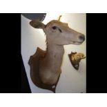 Mounted taxidermy - head and neck of antelope?