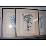 Three Limited Edition vegetable prints - signed bo